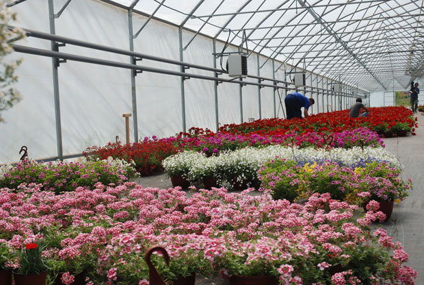 Најлепши букети из поправног дома